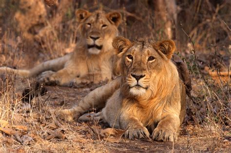 Head to Gir National Park in Gujarat to see the Asiatic lions roaming free in the wild! - Shop ...