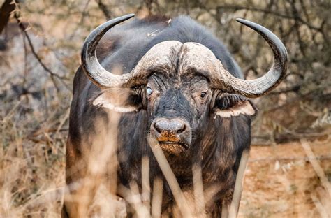 What does a Buffalo “Calf” look like when growing? - WILD AND FREE ...