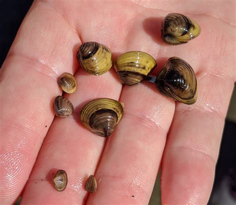 Freshwater Clams - Columbia Shuswap Invasive Species Society