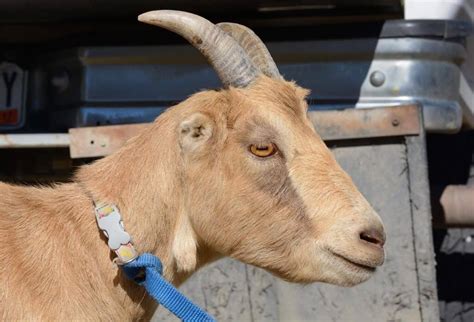 LaMancha Goat: Care, Temperament, Habitat & Traits (With Pictures) | Animal World