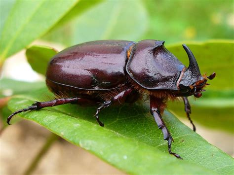 European Rhinoceros Beetle: Identification, Life Cycle, Facts & Pictures