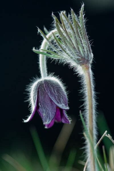 Homeopathic Pulsatilla - Health Facts