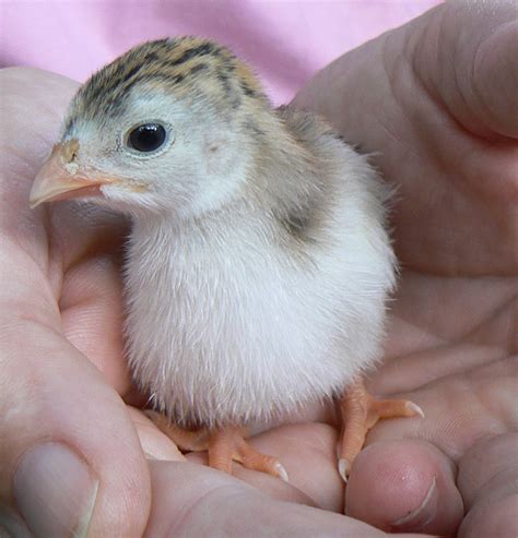 Guinea fowl chick | We got ten guinea fowl chicks yesterday.… | Flickr