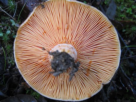 Lactarius deliciosus (Higher Fungi of the San Francisco Bay Area) · iNaturalist