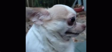 Annoyed Dog GIF - Annoyed Dog Stare - Discover & Share GIFs