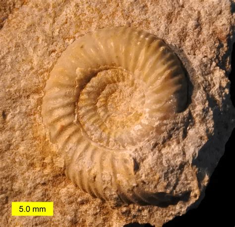 Leptosphinctes sp Fossil from the Jurassic Period image - Free stock ...