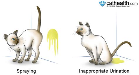 Cat Spraying: Feline Marking Behavior