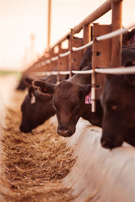 Gardiner Angus Ranch - Aaron Patton | Wichita Editorial + Commercial Photographer