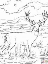 Free Hunting Coloring Pages At GetDrawings  Download sketch template