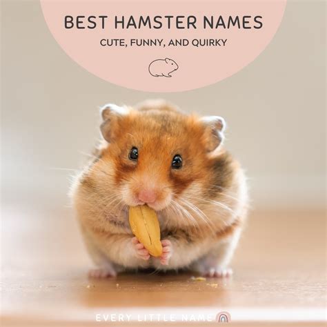 240+ Best Hamster Names (Cute, Funny, and Quirky) - Every Little Name