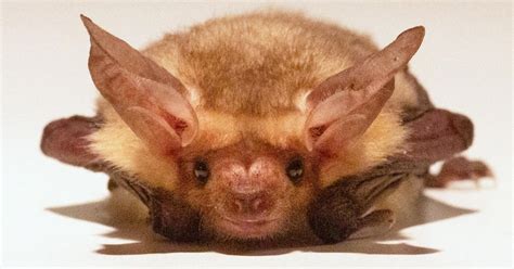 Campaign launched to declare pallid bat as California's state bat - CBS ...