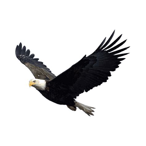 Download Eagle PNG Image for Free