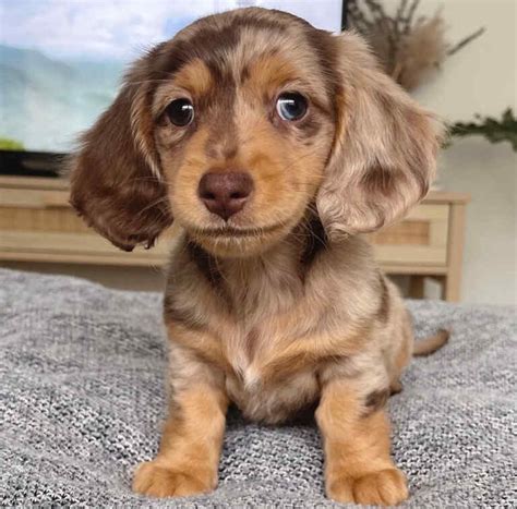 Discover the Rare and Beautiful Tri Merle Long Hair Dachshund: Why You Need One Now!