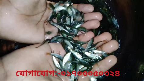 Rui fish fry for sale# রুই মাছের পোনা বিক্রয়। - YouTube