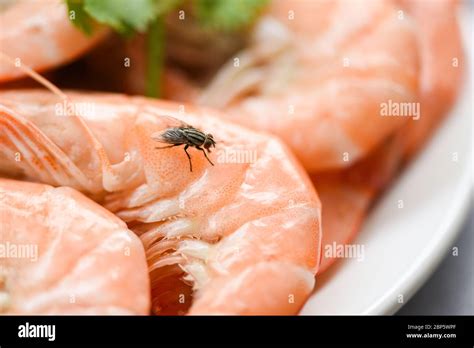 house flies on shrimp the dirty food contamination hygiene concept ...