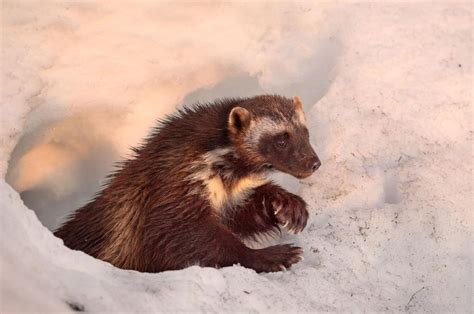 Wolverines battle to survive as climate change poses a new threat | Wolverine animal, Wolverines ...