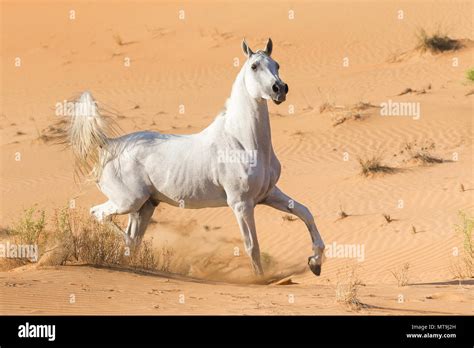 Arabian Horse. Gray adult galloping in the desert. Abu Dhabi Stock ...