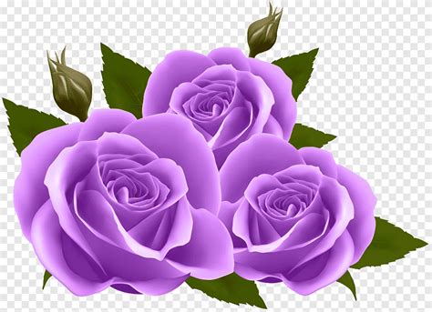 purple petaled flower, Flower Rose, Purple Roses, flower Arranging, violet png | Rose clipart ...