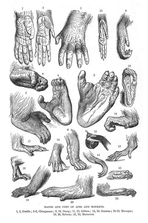 Monkey and ape hand foot anatomy - www.anatomynote.com | Monkey illustration, The monkey's paw ...