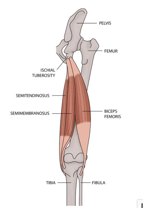 The basics of hamstring injuries – anatomy and prevention tips — Fit ...