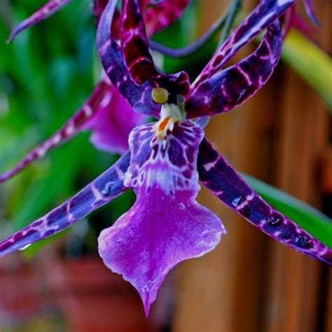 Пин от пользователя Jus4LovePhotos LLC на доске Orchids | Редкие орхидеи, Экзотические цветы ...