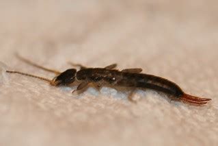 Tagalina sp. (Earwig) - larvae | Earwig larvae (Tagalina sp.… | Flickr