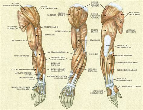 Muscles of the Arm and Hand - Classic Human Anatomy in Motion: The Artist's Guide to the ...