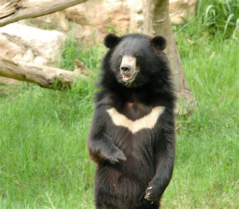 Like the sun bear, the Asiatic black bear also has a light-colored mark ...