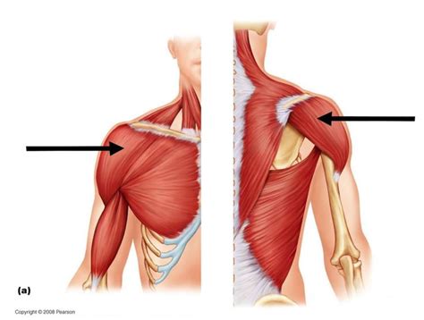 Deltoid | Deltoids, Deltoid muscle, Anatomy and physiology