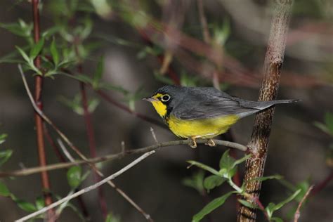 Canada Warbler | Audubon Field Guide