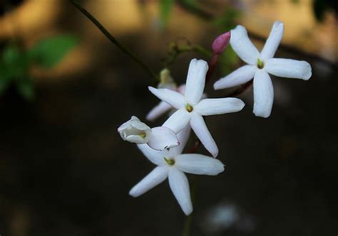 Very Pretty and Aromatic Jasmine Flowers. - PentaxForums.com