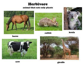 Herbivore, Carnivore, Omnivore Posters with Definition and Examples | Carnivores herbivores ...