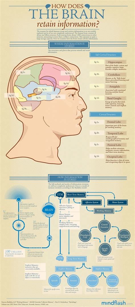 Infographic that details of memory formation | Brain science, Brain ...