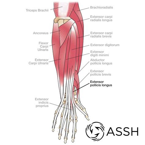 Anatomy Of The Thumb Ligaments | MedicineBTG.com