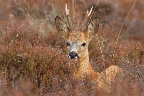 18 Wild Animals in Kyrgyzstan [Wildlife in Kyrgyzstan] - Kevmrc