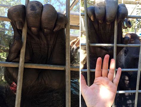 Photos That Will Remind You Just How Huge Some Animals Really Are