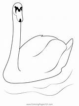 Swan 2 Coloring Page For Kids  Free Swans And Geese Printable sketch template