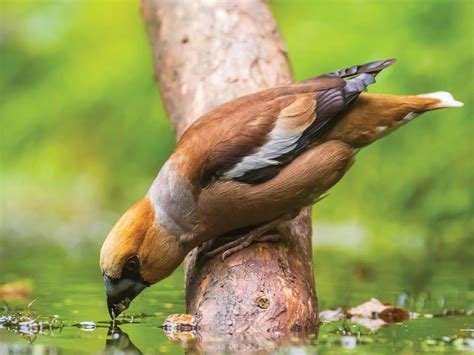 Hawfinch Bird Facts (Coccothraustes coccothraustes) | Birdfact