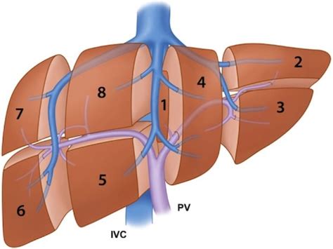 Liver Anatomy & Physiology - The Operative Review Of Surgery