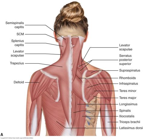 Musculature of the Cervical Spine | Body muscle anatomy, Muscles of the neck, Neck muscle anatomy