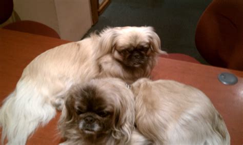 Brutus and Portia at DVVS Fine Jewelry | Pekingese, Brutus, Portia