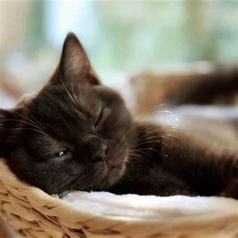 Can you tell if your cat is having a nightmare? - DIY Seattle