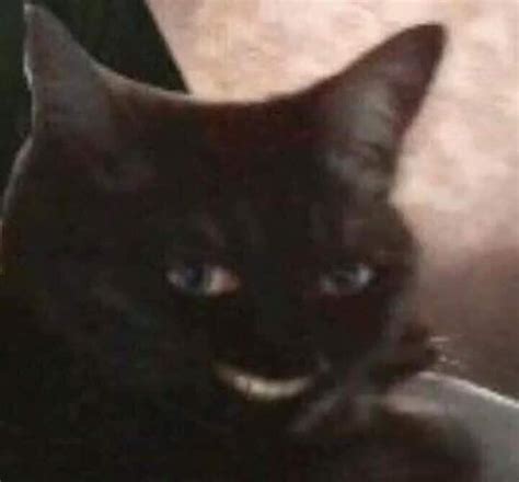 Cursed_smile : r/cursed_cats