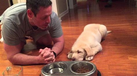 Adorable video shows lab puppy praying with owner before dinner. #Prayer #Love #Hope #Faith # ...