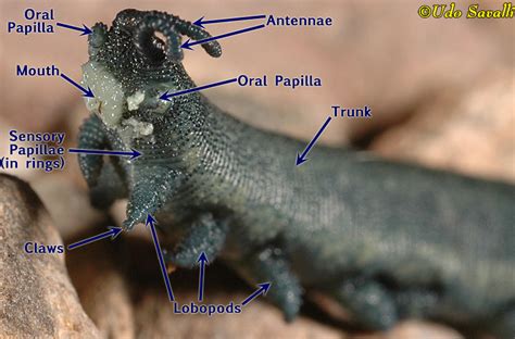 BIO385-Panarthropods