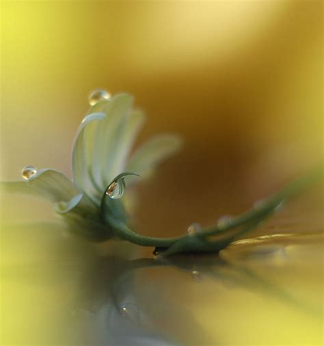 World of the Drops.. | Water drop photography, Macro photography ...