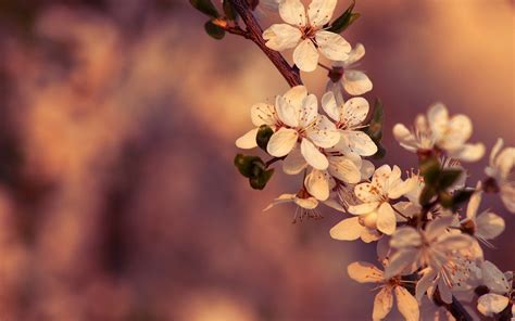 Aesthetic Spring Flowers Laptop Wallpapers - Wallpaper Cave
