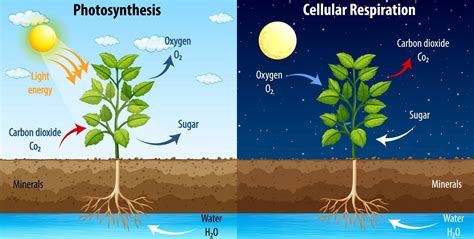 Diagram showing process of photosynthesis and cellular respiration ...