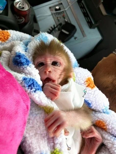 Baby Monkey For Sale, Monkeys For Sale, Baby Monkey Pet, Cute Monkey ...