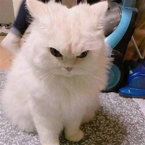 Angry Cat Meme